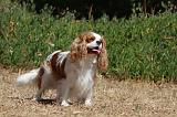 CAVALIER KING CHARLES 323